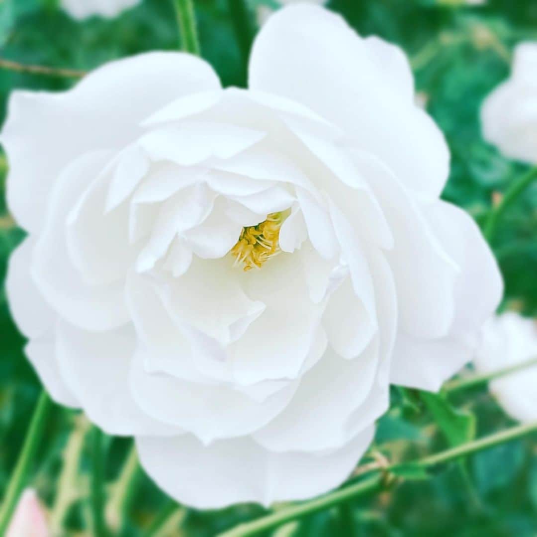 中野敬久さんのインスタグラム写真 - (中野敬久Instagram)「#flower #flowersoflife #white #rose #thinkingofyou #always」12月19日 6時34分 - hirohisanakano