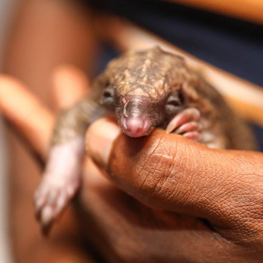 ジャイモン・フンスーのインスタグラム：「I met Juba during a recent trip to Nigeria with @wildaid The two-week-old pangolin was rescued after it’s mother was poached for bushmeat. White-bellied pangolins like Juba just became classified as endangered due to poaching. We need to act now to truly protect them. #PoachingStealsFromUsAll」