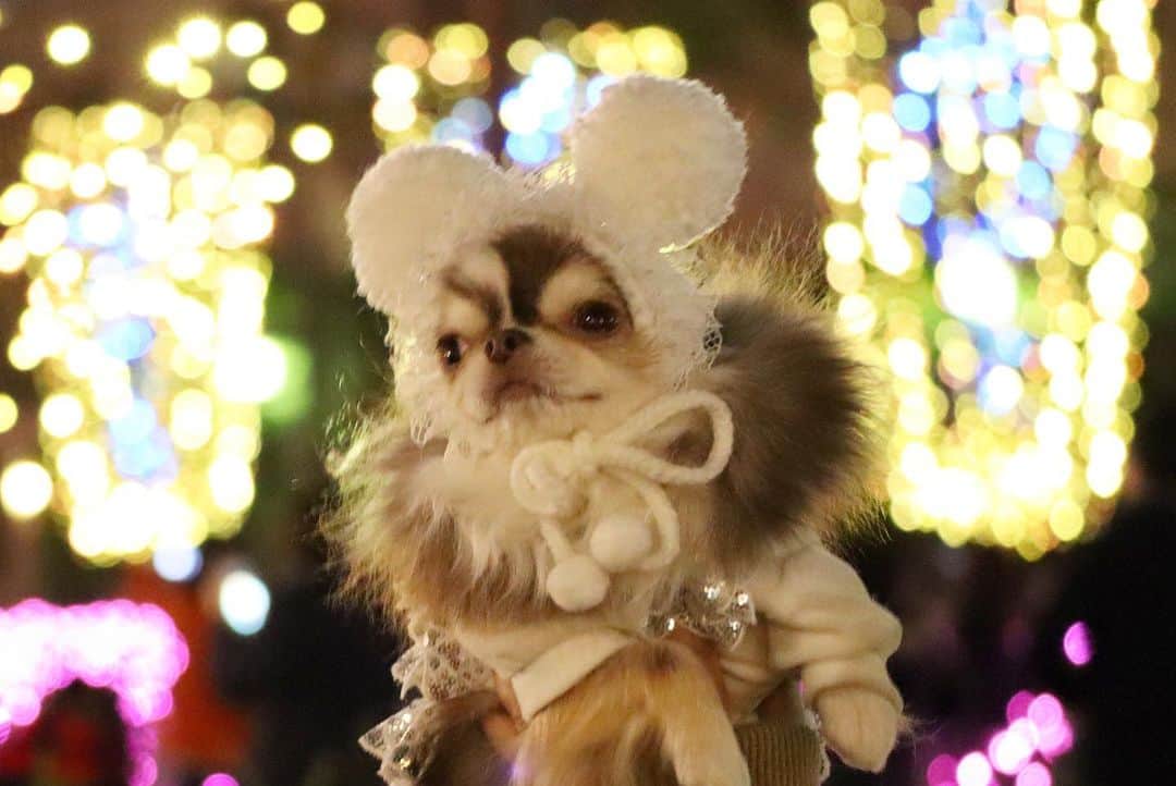 kayoのインスタグラム：「* * イルミネーション もっと撮りたい😂📷✨✨ * * Lychee💗✨ * * #イルミネーション #chihuahua#chihuahualove#dogstgram#dog#instadog#チワワ#チワワ大好き * *」