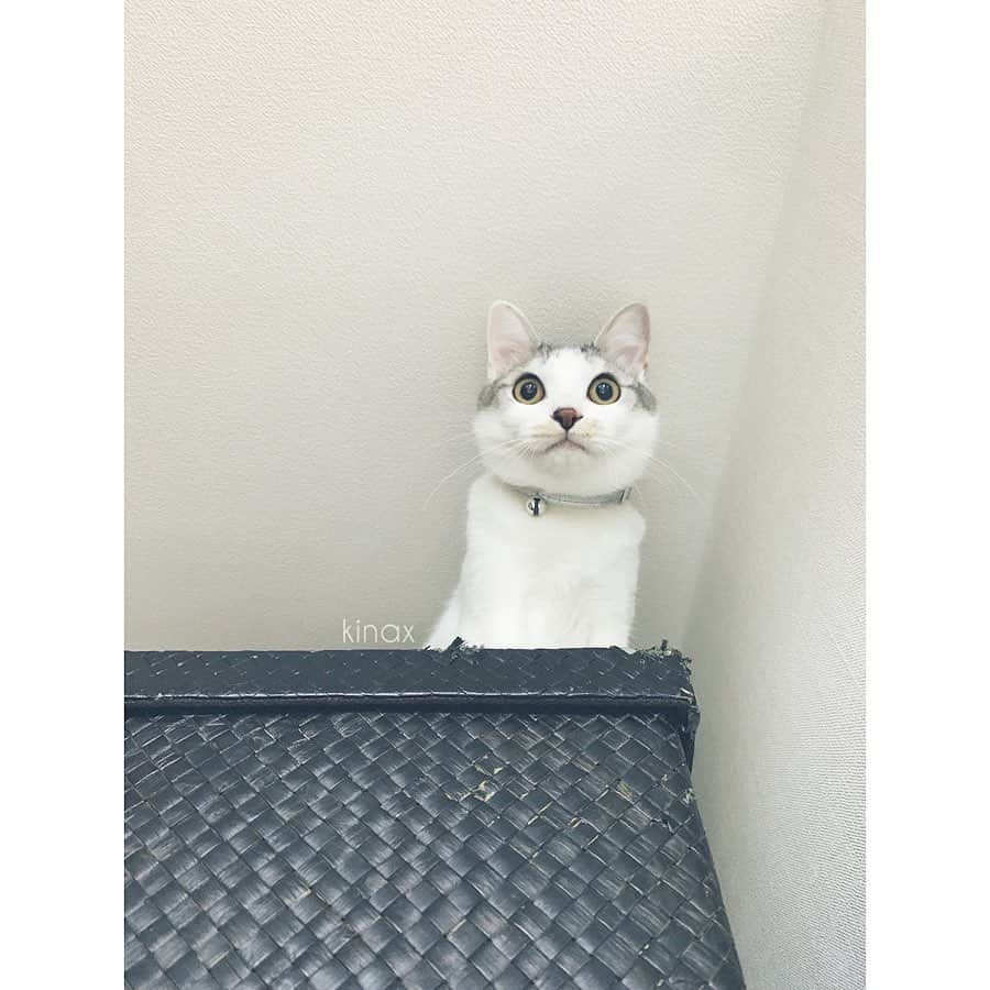 のインスタグラム：「. good morning(๑′ᴗ‵๑)☀in Japan, and good afternoon, good evening, good night for world friends! . 今日は曇りで寒そうだね☁️ . . 今日からお義母さんが泊まりに来てくれるので ちびっこ姉さんのお部屋をお片付けを🚮 . 基本的にいつも勝手に捨てたりはしないけど 折り途中の折り紙とか 書きかけのお手紙とか 学校からもらってきたどこかのイベントのチラシとか (もう過ぎたやつ) かわいいイラストが書いてあるDMとか とにかく何か…細々ものすごかった笑 . 一応聞きながら整理したけど その都度悩むのでキリがないから どかどか捨てていたら 「いやぁー！」って叫んでいたけど お片付けが終わった後には スッキリして気持ち良かったみたいで ありがとうーだってʕ •́؈•̀ ₎ . よかったよかったʕ •́؈•̀ ₎♡ . . それはそうと子猫たちが来てから 高いところまで自由に飛び乗るので 収納をだいぶ見直したよ📦 . 蓋の閉まる箱ならよいかと思ってたけど ご覧のように容赦なく齧るので 出しておくものも最小限&すぐ仕舞うから お部屋が綺麗になっていいねぇʕ •́؈•̀ ₎笑 . とはいえ想定外なものを齧っていたりするから 全然油断できないけども！！ . . そんなこんなで兄弟だけど 性格は結構違う2匹なので いつも側についてくるルナの写真が多め。 . 3・4枚目はケータイに反射した光に カカカカして狙っているところ。 怒ってないよʕ •́؈•̀ ₎笑 . . みんなも暖かくして過ごしてね❄️ . #猫バカ部 #保護猫 #ねこすたぐらむ #収納が足りない #学校のプリントもすぐ溜まる #早めに処分してるけど #まだ使うやつも捨てたりする #よくやる #ママ友にいつも助けてもらう #ごめん 2019/12/19」