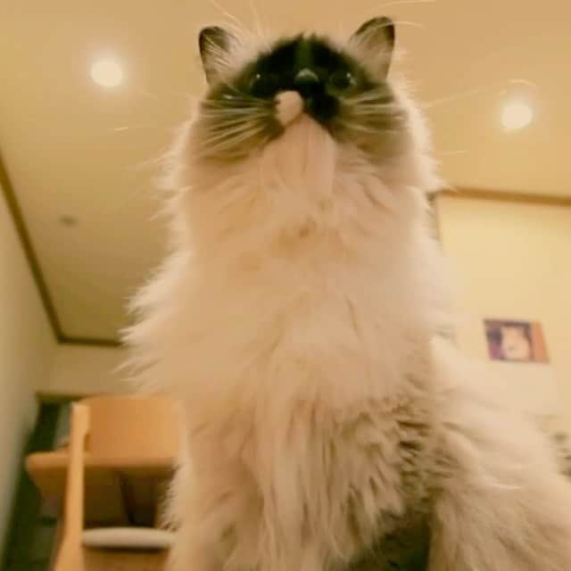 takegaeruのインスタグラム：「@kokona_mew  さん これです（笑 お口に毛が🤣🤣 #cat #猫 #ragdoll #ラグドール #ホワイトポッチーズ #長毛あるある」