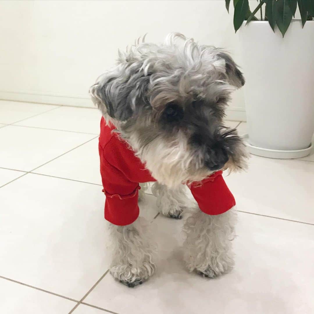 畑中葉子さんのインスタグラム写真 - (畑中葉子Instagram)「友だちの愛犬・バジル💕 11月に16歳になったバジル✨ 一時、元気がなくなったときには心配したけど、今日はごはんもモリモリ食べていました🥰」12月19日 18時23分 - hatanaka_yoko