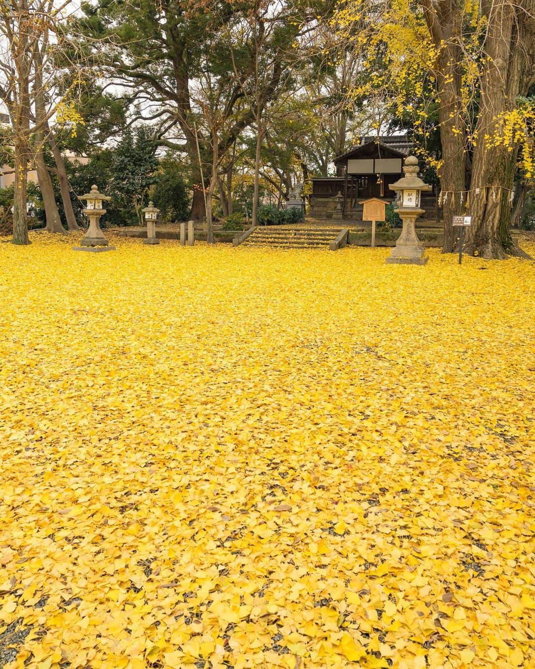 詩歩さんのインスタグラム写真 - (詩歩Instagram)「🍁﻿ ﻿ まだ楽しめる京都の秋スポット！﻿ Autumn leaves are still red/yellow in Kyoto even in December! ﻿ ﻿ 「京都の冬は寒い」と散々言われて覚悟してたんだけど、「あれ？まだ秋だっけ？」という穏やかな気候が続く12月の京都。﻿ いつ冬は来るんだ〜！﻿ ﻿ 12月も下旬になった今日撮影した #三栖神社 のイチョウ。﻿ ﻿ コンパクトな境内だけど、高さ22mの巨木のイチョウがあって、一面が黄金色でお見事😳👏﻿ （木の葉はもうほぼ散っちゃってたけど…）﻿ ﻿ 天武天皇を祀った神社で、その昔1300年前の壬申の乱の際、この三栖の地を天武天皇が通過した際に地元住民が「かがり火」を灯して歓迎したという言われがあります。﻿ その伝承にちなんだ「炬火祭（きょかさい）」も毎年10月に開催されているそう🔥﻿ ﻿ 鞍馬の火祭みたいなお祭りなのかな〜？﻿ 伏見も見どころいっぱいだからまた来なくちゃ！﻿ ﻿ ﻿ ﻿ 🌱﻿ ﻿ 今後のイベントのお知らせです☺﻿ ﻿ 📚新刊「ダナン＆ホイアン PHOTO TRAVEL GUIDE」発売記念トーク＆サイン会﻿ 12/21（土）＠京都﻿ 12/22（日）＠名古屋﻿ ﻿ 今週末の開催、残席わずかです！﻿ ﻿ 時間や申込方法など、詳しい情報はこちら→ http://shiho.me/8196﻿ （プロフィールにもURLはってます💡）﻿ ﻿ ﻿ ﻿ 📷19th Nov 2019﻿ 📍三栖（みす）神社／京都府　京都市伏見区﻿ 📍Misu Shrine／Kyoto Japan﻿ ﻿ ﻿ ﻿ ©詩歩/Shiho」12月19日 18時37分 - shiho_zekkei