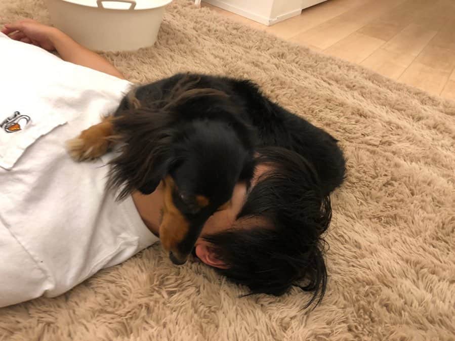 すしらーめん《りく》のインスタグラム：「#そこで寛ぐのやめて欲しい #だっくす  #犬」