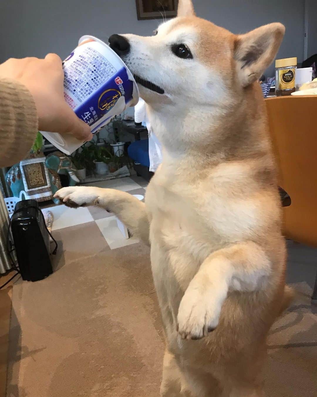 柴犬のモモさんのインスタグラム写真 - (柴犬のモモInstagram)「おはようございます。支えなしで長時間立ち上がるの、この時ぐらいです #いぬ #イヌ #犬 #柴犬 #赤柴 #日本犬 #犬バカ部 #ふわもこ部 #いぬら部 #癒しわんこ #柴犬マニア #犬のいる暮らし #口角キュキュッと部 #shiba #shibainu #shibadog #dogstagram #dogsofinstagram #shibastagram #shibasofinstagram #shibamania #inu #instadog #toyota_dog」12月19日 11時01分 - shi_ba_i_nu_momo