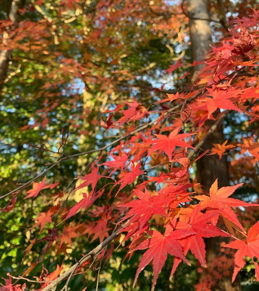井上和香さんのインスタグラム写真 - (井上和香Instagram)「. 今年は紅葉をあまり見られなかったけど、今日見られて良かった😊🍁 . #紅葉 #素敵な場所」12月19日 11時04分 - inoue_waka