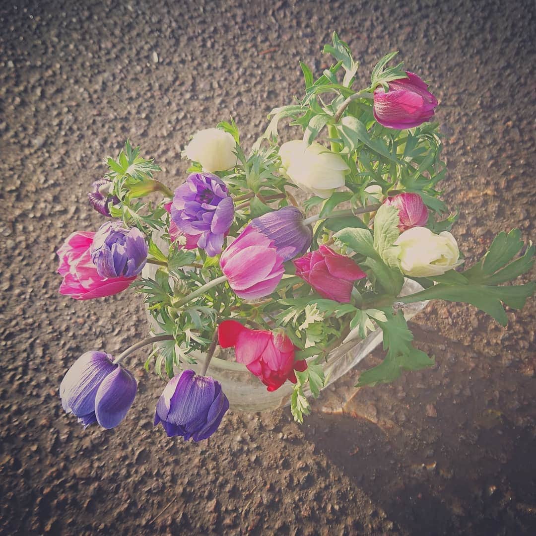 ホテルニューオータニ長岡wedding さんのインスタグラム写真 - (ホテルニューオータニ長岡wedding Instagram)「一足早く かわいらしい春の花たちが入荷してきました 「アネモネ」  花言葉は色によって 赤 ・・君を愛す 白 ・・真実、期待 紫 ・・あなたを信じて待つ  #ホテルニューオータニ長岡 #ニューオータニ長岡 #wedding  #ウエディング #ウェディング  #bridal  #ブライダル  #結婚式  #結婚式場  #プレ花嫁  #大人婚 #ホテルウエディング #ホテルウェディング #新潟県  #長岡市 #花屋  #アンフラール」12月19日 11時16分 - newotani_nagaoka_wedding