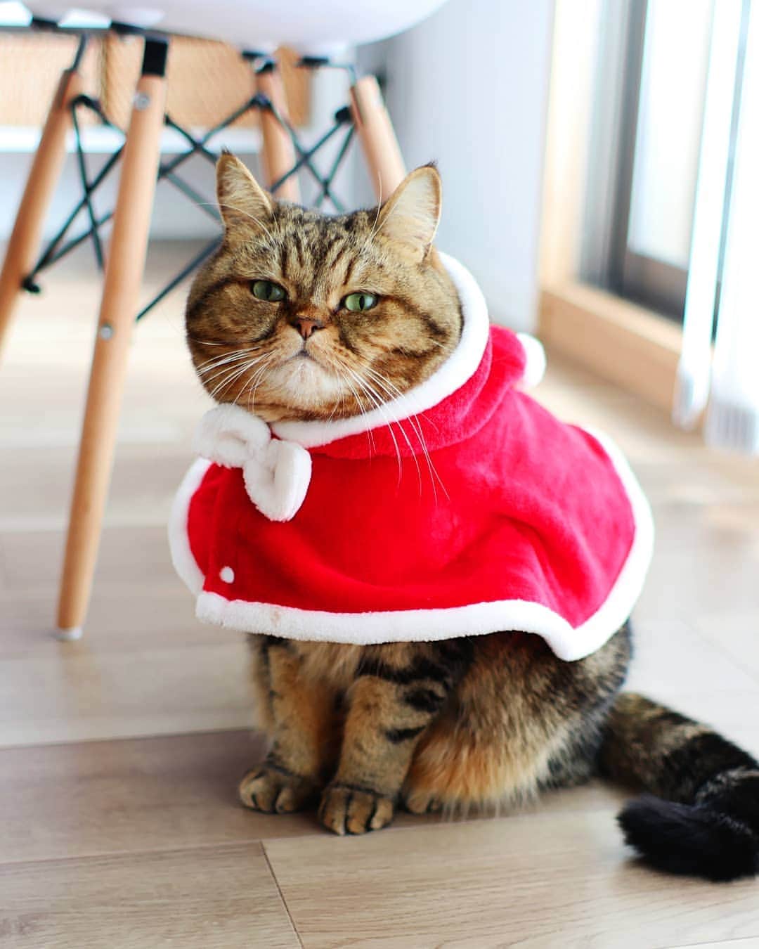寅次郎（とらちゃん）さんのインスタグラム写真 - (寅次郎（とらちゃん）Instagram)「☆ Fluffy Santa . コロンコロンのサンタさん🎅🏻 . ②#コップのフチ子さん 風  #snow の切り抜き、思ったより簡単でびっくり😁 . . #peppyクリスマス #12月18日応募」12月19日 11時37分 - torachanthecat