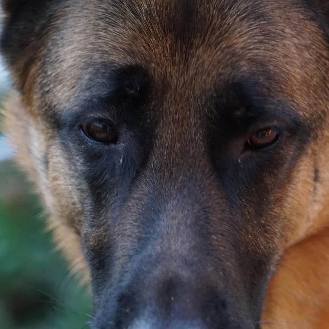 ロバート・パトリックさんのインスタグラム写真 - (ロバート・パトリックInstagram)「Because everyone could use a little “Blitz” today ! #dog #dogs #dogsofinstagram #germanshepherdcorner #germanshepherd」12月19日 11時41分 - ripfighter