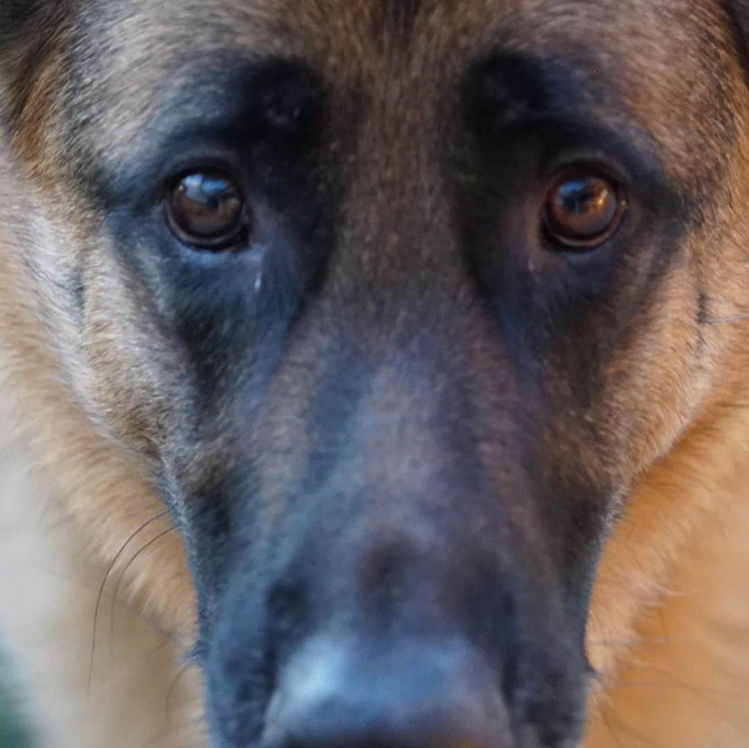 ロバート・パトリックさんのインスタグラム写真 - (ロバート・パトリックInstagram)「Because everyone could use a little “Blitz” today ! #dog #dogs #dogsofinstagram #germanshepherdcorner #germanshepherd」12月19日 11時41分 - ripfighter