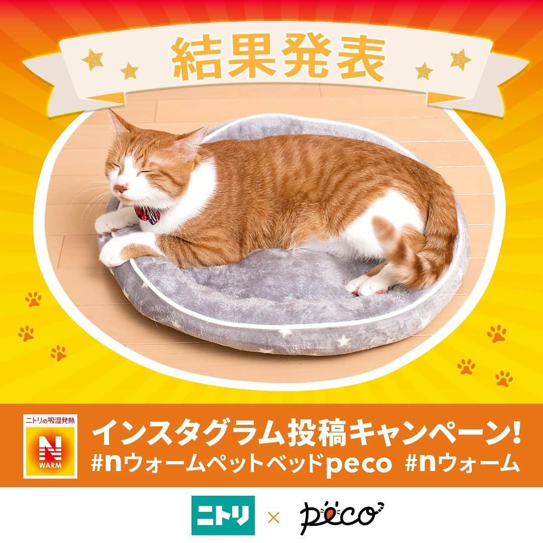 PECOねこ部さんのインスタグラム写真 - (PECOねこ部Instagram)「🎊結果発表🎊 . ネコちゃんたちがリラックスしたり、ペットベッドと一体化したりと可愛いお写真がたくさん集まった「Nウォームペットベッド」インスタグラム投稿キャンペーン🧡 . たくさんのご応募ありがとうございました🥰 . 厳正なる審査の結果、15名の入選者が決定！ . 入選した可愛いお写真をチェックしてみてくださいね🎵 . ワンちゃんの入選写真も @pecodogs で紹介しているので、要チェックです🐶 . さらに、PECOの記事では入選したお写真へPECO編集部からのコメントもありますので、ぜひご覧ください！ . 結果発表の詳細はコチラ🔎 http://peco-japan.com/78688 . もうすぐクリスマス🎄🌟 . 大切なうちの子へ、今年はNウォームのペットベッドをプレゼントしてみてはいかがでしょうか🎁✨ .  #nウォーム　#nウォームペットベッドpeco  #ニトリ」12月19日 12時04分 - pecocats