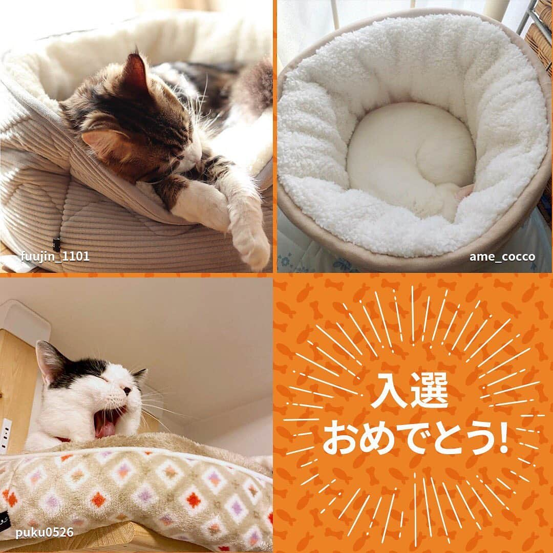 PECOねこ部さんのインスタグラム写真 - (PECOねこ部Instagram)「🎊結果発表🎊 . ネコちゃんたちがリラックスしたり、ペットベッドと一体化したりと可愛いお写真がたくさん集まった「Nウォームペットベッド」インスタグラム投稿キャンペーン🧡 . たくさんのご応募ありがとうございました🥰 . 厳正なる審査の結果、15名の入選者が決定！ . 入選した可愛いお写真をチェックしてみてくださいね🎵 . ワンちゃんの入選写真も @pecodogs で紹介しているので、要チェックです🐶 . さらに、PECOの記事では入選したお写真へPECO編集部からのコメントもありますので、ぜひご覧ください！ . 結果発表の詳細はコチラ🔎 http://peco-japan.com/78688 . もうすぐクリスマス🎄🌟 . 大切なうちの子へ、今年はNウォームのペットベッドをプレゼントしてみてはいかがでしょうか🎁✨ .  #nウォーム　#nウォームペットベッドpeco  #ニトリ」12月19日 12時04分 - pecocats