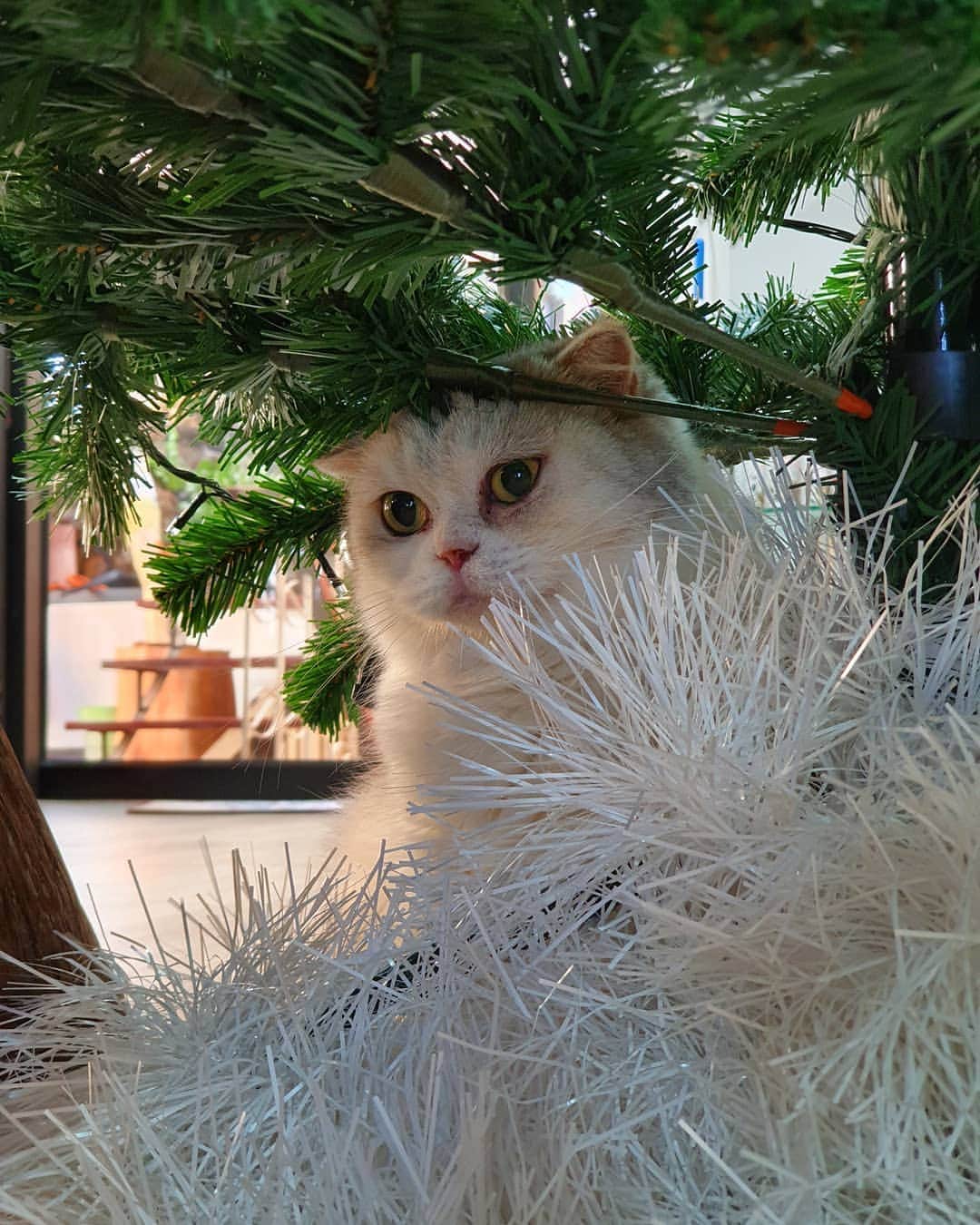 Som Siriのインスタグラム：「#cougarteamonlyyui  กลมกลืนไปกะพู่ฟูๆขาวๆ  #ทาสแมว #catsofinstagram  #scottishfold」