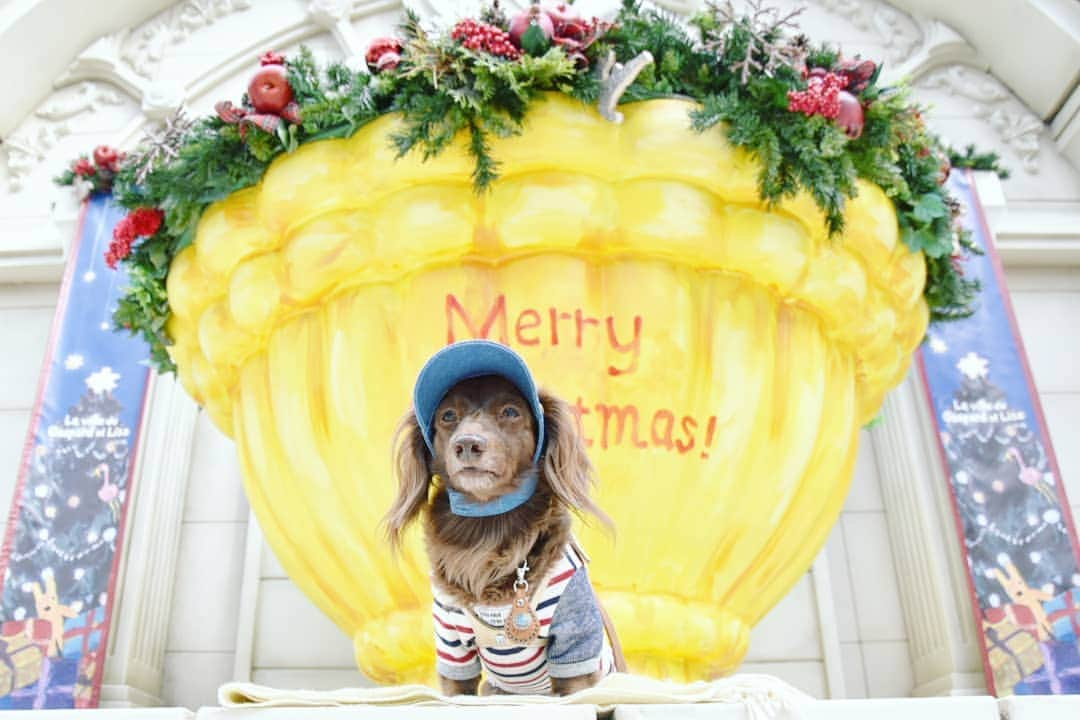 etsukoさんのインスタグラム写真 - (etsukoInstagram)「* 2019.12.19 🔔🐶🔔 * * * #アロハと素敵巡り2019  #アロハのXmas2019 #やっぱりお出かけ出来てません(TT) #このまま年越しかな #ミニチュアダックスフンド #ミニチュアダックス #ダックスフンド #ダックス #チョコソリッド #チョコソリ #犬のいる暮らし #ワンコなしでは生きて行けません会  #miniaturedachshund  #miniaturedachs  #dachs #dogoftheday  #ig_dogphoto  #instadog  #alohahappy🐶 * * *」12月19日 12時43分 - aloha_with_etsuko