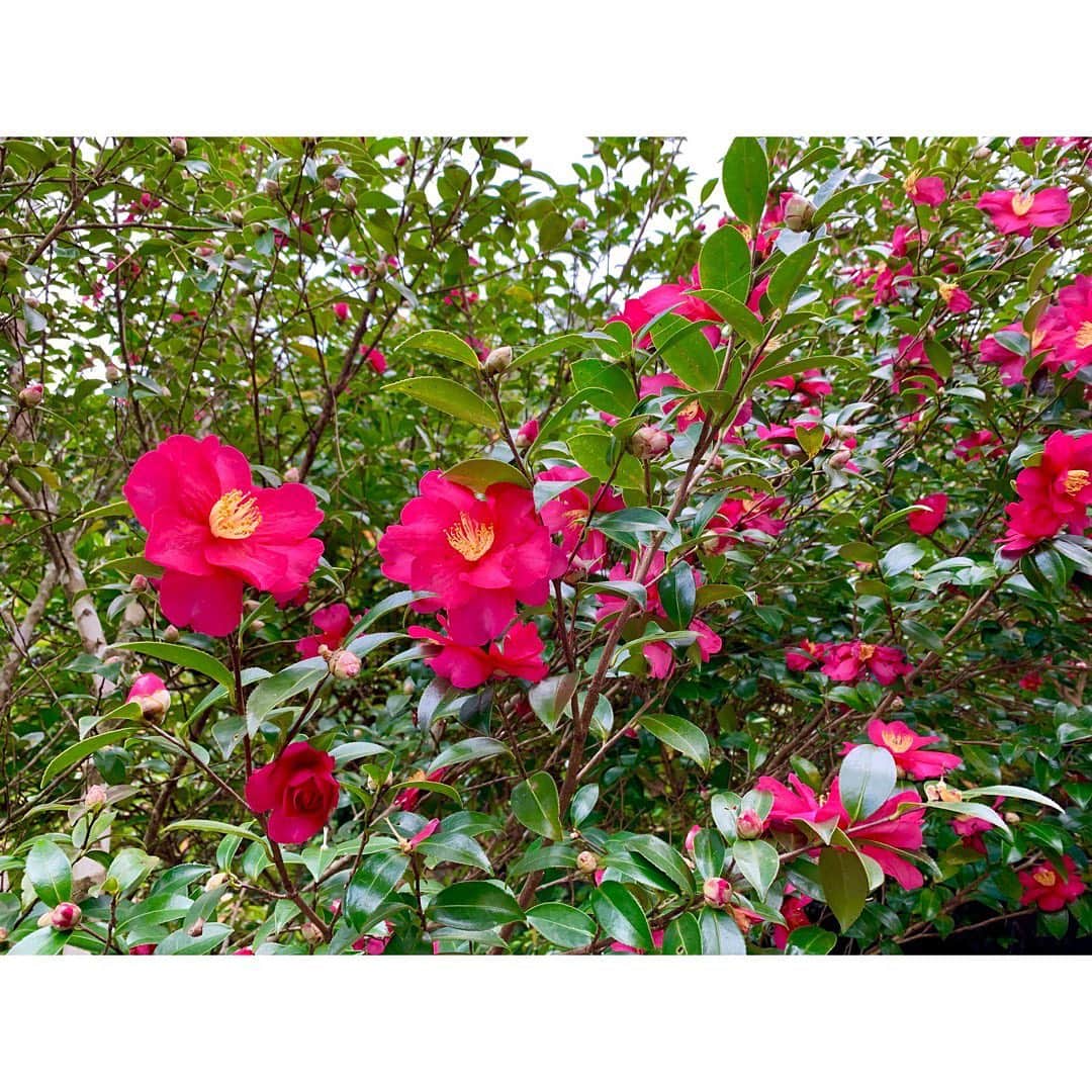 山内日菜子のインスタグラム：「． #山茶花 #サザンカ #花言葉 #困難に打ち克つ ． セカオワのサザンカという曲、 是非MVで聴いて欲しいです… 何回見ても泣けます😭😭😭 #sekainoowari」