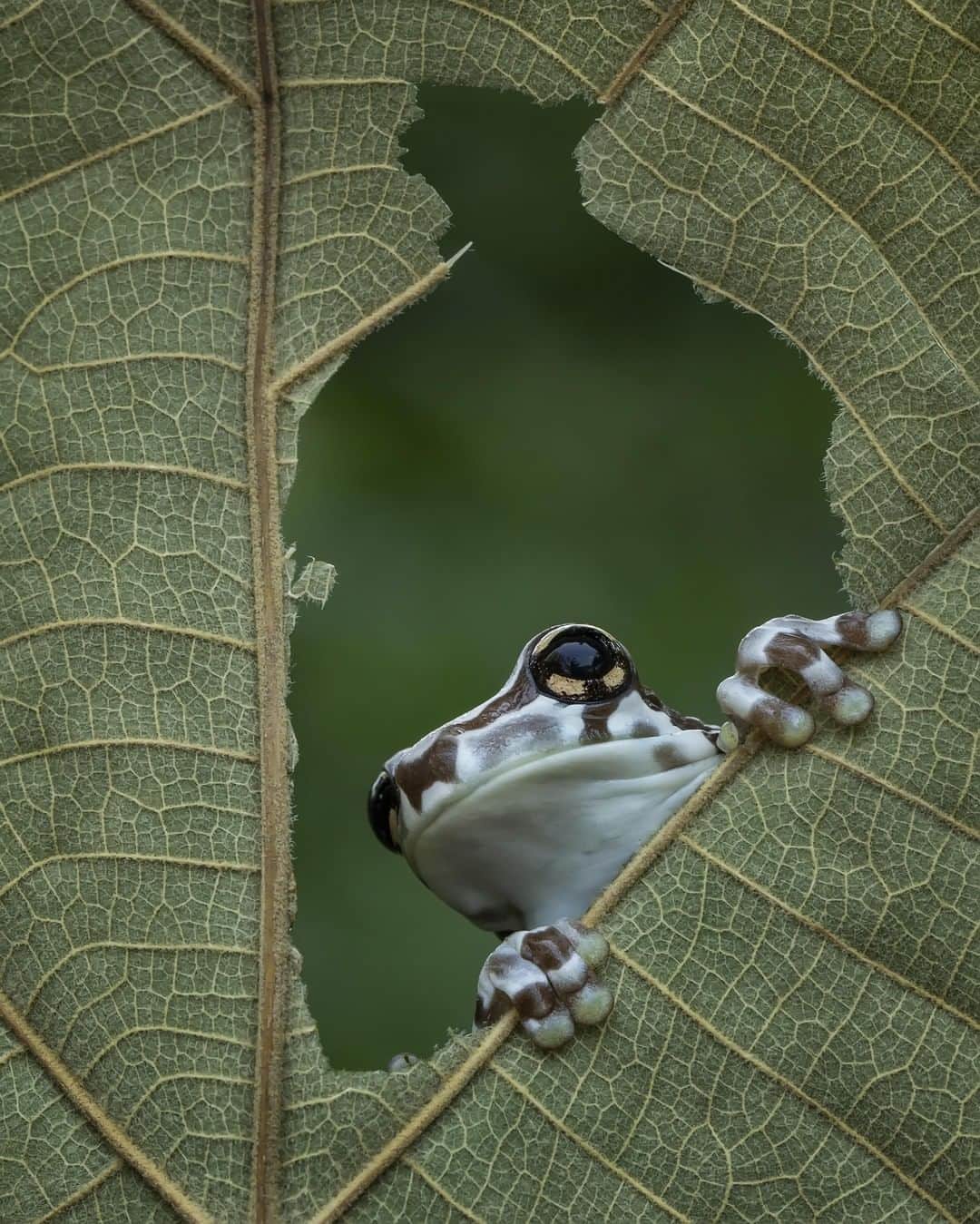 Canon Asiaのインスタグラム：「Framing is essential to draw eyes 👀 into your composition, just like how the hole in this leaf acted as a perfect frame to direct our attention to the Amazon Milk Frog 🐸 peeking through. ⁣ ⁣📷 Image by @yensen_tan shot using the Canon EOS 60D | Canon EF 100mm f/2.8L Macro IS USM | f/11 | 1/100s | ISO 320 | 100mm ⁣ ⁣Want your photos to be featured too? Tag them with #canonasia or submit them on My Canon Story, link in bio! ⁣ ⁣#canonasia #photography #framing #wildlife #wildlifephotography #amazonmilkfrog #leaf #frog」