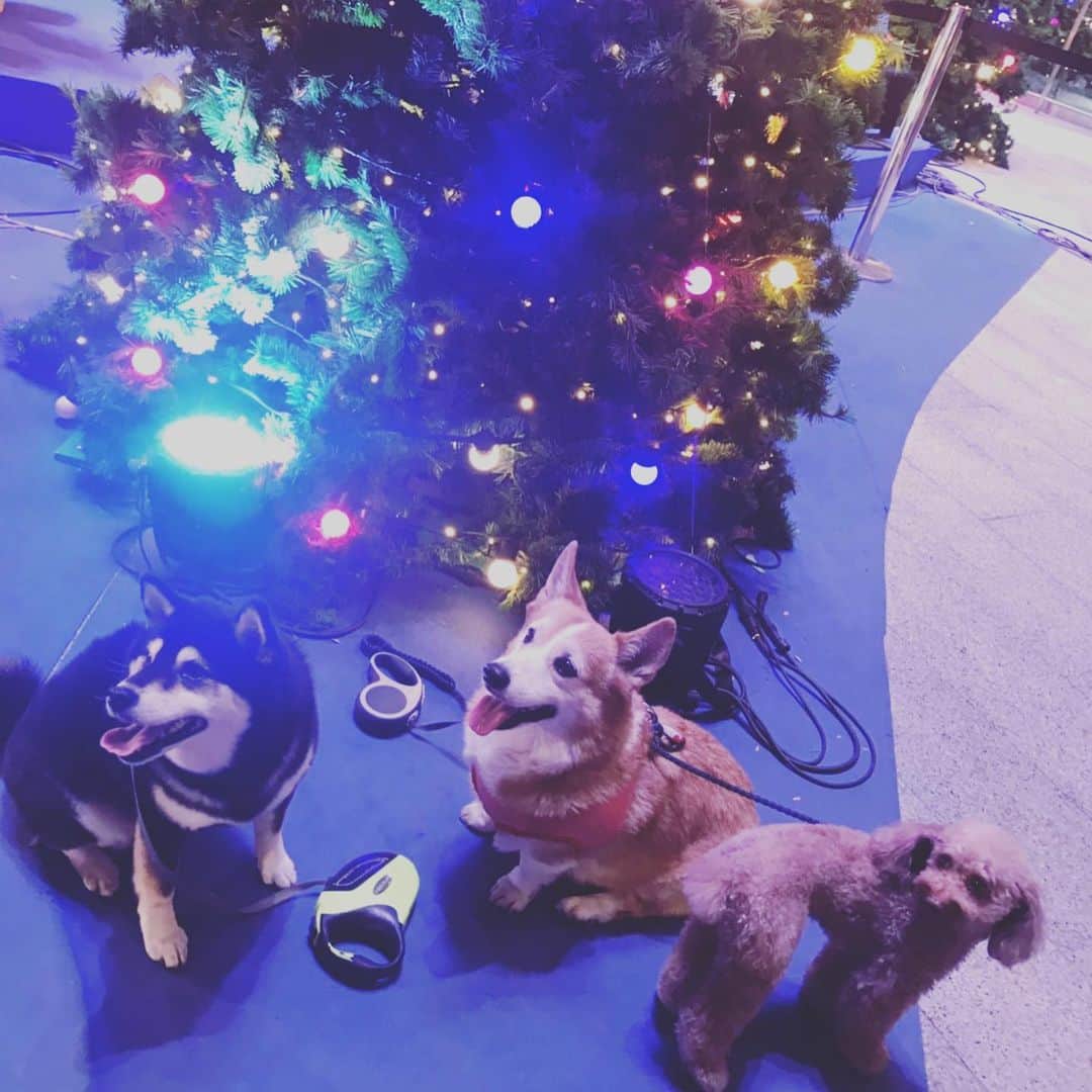 新井利佳さんのインスタグラム写真 - (新井利佳Instagram)「ワンコもクリスマス満喫中🎄🐶 昨日は犬用ケーキのスポンジを焼いてみたよ🧽クリスマスに飾り付けて一緒に食べようと計画中💕🐶🎄 和朋友一起去看聖誕樹🎄 昨天我在家烤Coco的聖誕節海綿🧽等等聖誕節來的時候我給coco作聖誕節蛋糕🎂 #coco #christmas #christmastree #bangkok #thailand #friends #dogstagram #doglife #merrychristmas #貴賓狗 #聖誕節 #聖誕樹 #一起拍照 #朋友 #狗朋友 #曼谷 #泰國 #狗狗日常 #聖誕節快樂 #いぬとも #バンコク生活 #emquartier #暑かった #犬のいる生活」12月19日 13時10分 - rika.arai