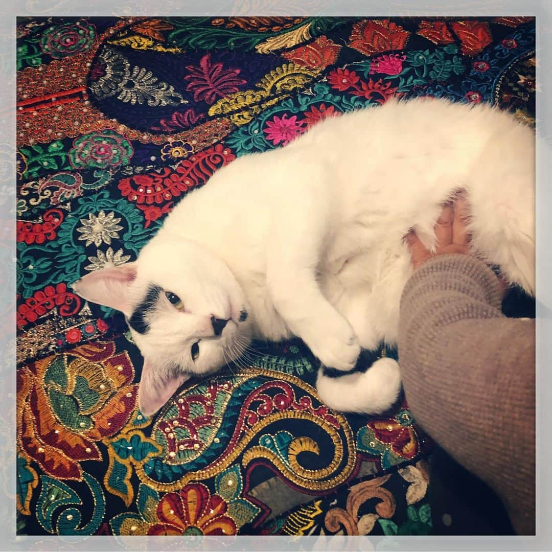 Akira Yamaguchiさんのインスタグラム写真 - (Akira YamaguchiInstagram)「2歳児に簡単に転がされる、ちょろい猫。 #パンチョとガバチョ」12月19日 19時04分 - pancho0002