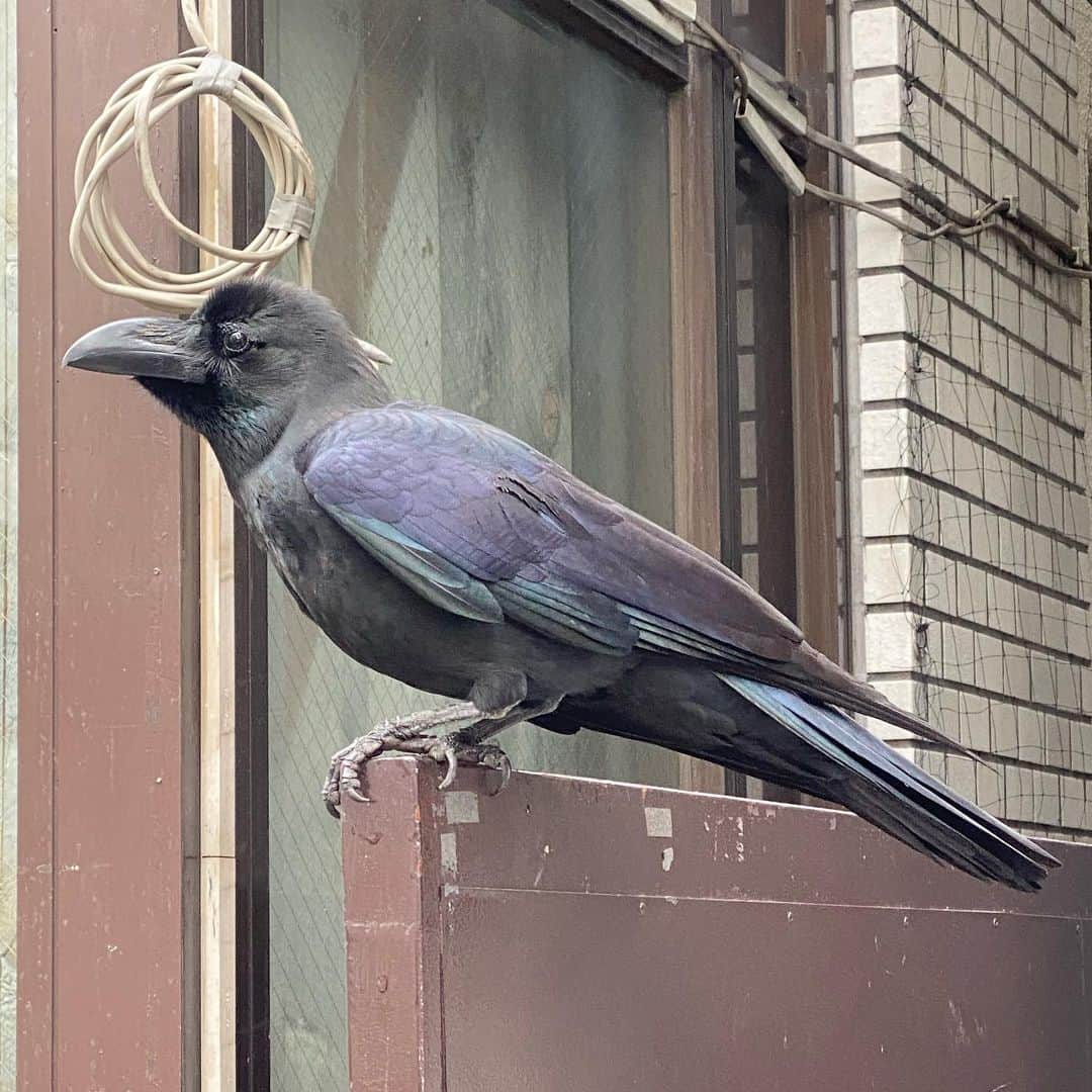 のインスタグラム：「むっちゃ近い！ むっちゃかっこいい！ むっちゃ綺麗な色！ . #ハシブトガラス」
