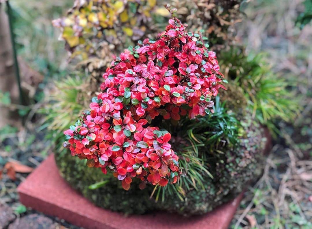 金成公信のインスタグラム：「ベニシタンが更に色づきました。すんごいね。#ベニシタン #紅紫檀 #盆栽 #bonsai #bonsaijapan #japanesebonsai #wabisabi #bonsailovers #bonsailife #bonsaitree #bonsaiart #bonsaigram #bonsaiworld #plants #tree #greenlife #greenlifestyle #苔 #moss」