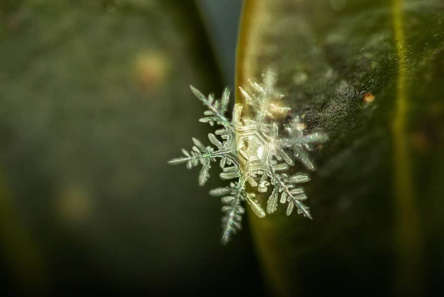 アンジー・ペインさんのインスタグラム写真 - (アンジー・ペインInstagram)「Winter, part III. • • • • • #macro #macrophotography #landscape #landscapephotography」12月19日 15時01分 - angelajpayne