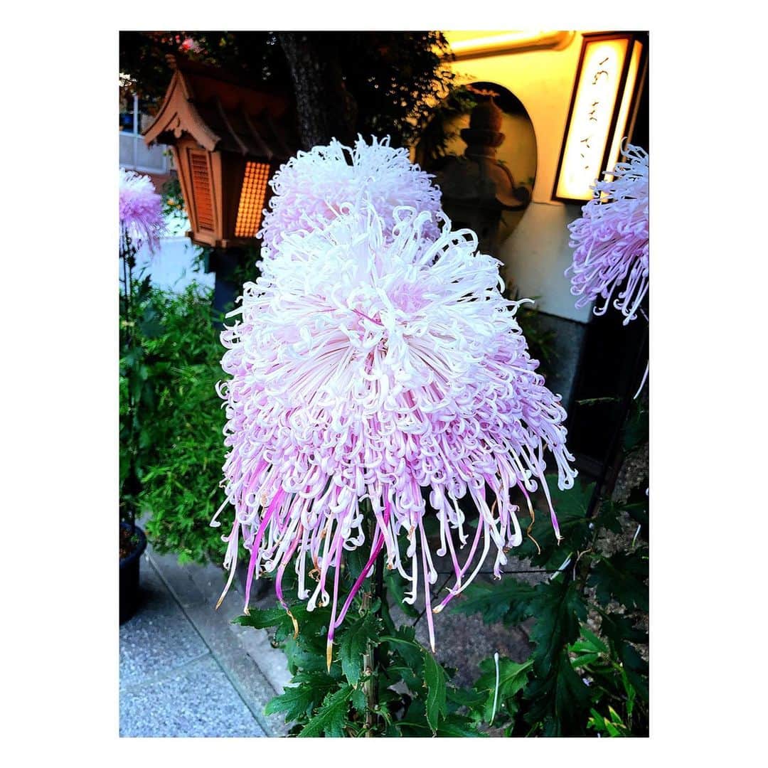 理絵さんのインスタグラム写真 - (理絵Instagram)「💜💜💜 .  #菊 #flowers #flower #fiore #꽃 #花 #chrysanthemum #crisantemo #국화 #菊の花」12月19日 15時33分 - ____rie____