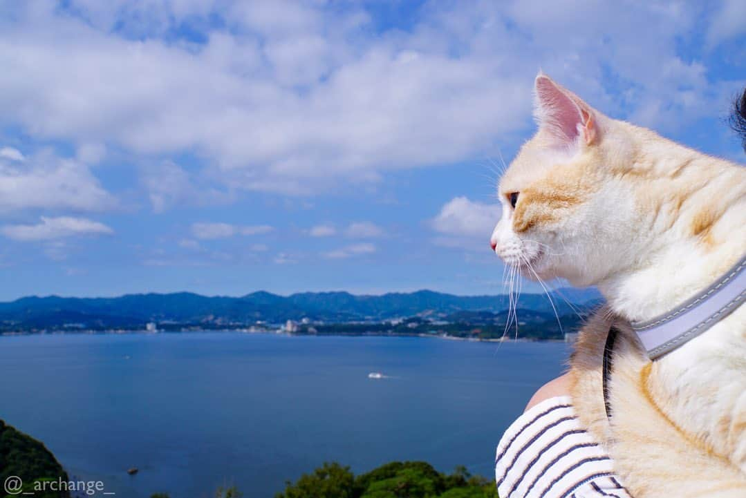 じゅらさんのインスタグラム写真 - (じゅらInstagram)「✩ #大草山展望台 🏞☀️🔭 #浜名湖 旅行の帰りに行きました〜🚘(超絶時差更新) ケーブルカー🚠で上まで🥺景色最高でした〜✌️ ・ We went to the observatory on the way home from the trip🚠🏞🔭The scenery was very beautiful😍☀️🌈 I got on the cable car 〰️🚡 ・ YouTube▶️_archange_jura_ Twitter▶️ @jura_archange_ ・ #catsofinstagram#cats_of_instagram#instagood#catloversclub#petstagram#cutecatclub#ScottishFold#britishshorthair#Siberian#catoftheday#catsofinstagram#catsofworld#a_world_of_cats#instacats#cuteanimals#topcatphoto#instacat_meows#고양이#lioncat#lion#スコティッシュフォールド#ブリティッシュショートヘア#サイベリアン#adorable#lioncat#猫#旅猫#babycat#fluffy#trip」12月19日 15時58分 - _archange_