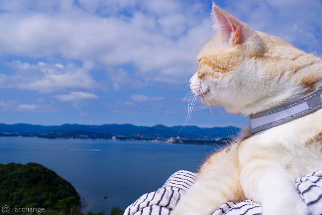 じゅらさんのインスタグラム写真 - (じゅらInstagram)「✩ #大草山展望台 🏞☀️🔭 #浜名湖 旅行の帰りに行きました〜🚘(超絶時差更新) ケーブルカー🚠で上まで🥺景色最高でした〜✌️ ・ We went to the observatory on the way home from the trip🚠🏞🔭The scenery was very beautiful😍☀️🌈 I got on the cable car 〰️🚡 ・ YouTube▶️_archange_jura_ Twitter▶️ @jura_archange_ ・ #catsofinstagram#cats_of_instagram#instagood#catloversclub#petstagram#cutecatclub#ScottishFold#britishshorthair#Siberian#catoftheday#catsofinstagram#catsofworld#a_world_of_cats#instacats#cuteanimals#topcatphoto#instacat_meows#고양이#lioncat#lion#スコティッシュフォールド#ブリティッシュショートヘア#サイベリアン#adorable#lioncat#猫#旅猫#babycat#fluffy#trip」12月19日 15時58分 - _archange_