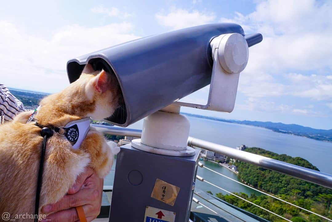 じゅらさんのインスタグラム写真 - (じゅらInstagram)「✩ #大草山展望台 🏞☀️🔭 #浜名湖 旅行の帰りに行きました〜🚘(超絶時差更新) ケーブルカー🚠で上まで🥺景色最高でした〜✌️ ・ We went to the observatory on the way home from the trip🚠🏞🔭The scenery was very beautiful😍☀️🌈 I got on the cable car 〰️🚡 ・ YouTube▶️_archange_jura_ Twitter▶️ @jura_archange_ ・ #catsofinstagram#cats_of_instagram#instagood#catloversclub#petstagram#cutecatclub#ScottishFold#britishshorthair#Siberian#catoftheday#catsofinstagram#catsofworld#a_world_of_cats#instacats#cuteanimals#topcatphoto#instacat_meows#고양이#lioncat#lion#スコティッシュフォールド#ブリティッシュショートヘア#サイベリアン#adorable#lioncat#猫#旅猫#babycat#fluffy#trip」12月19日 15時58分 - _archange_