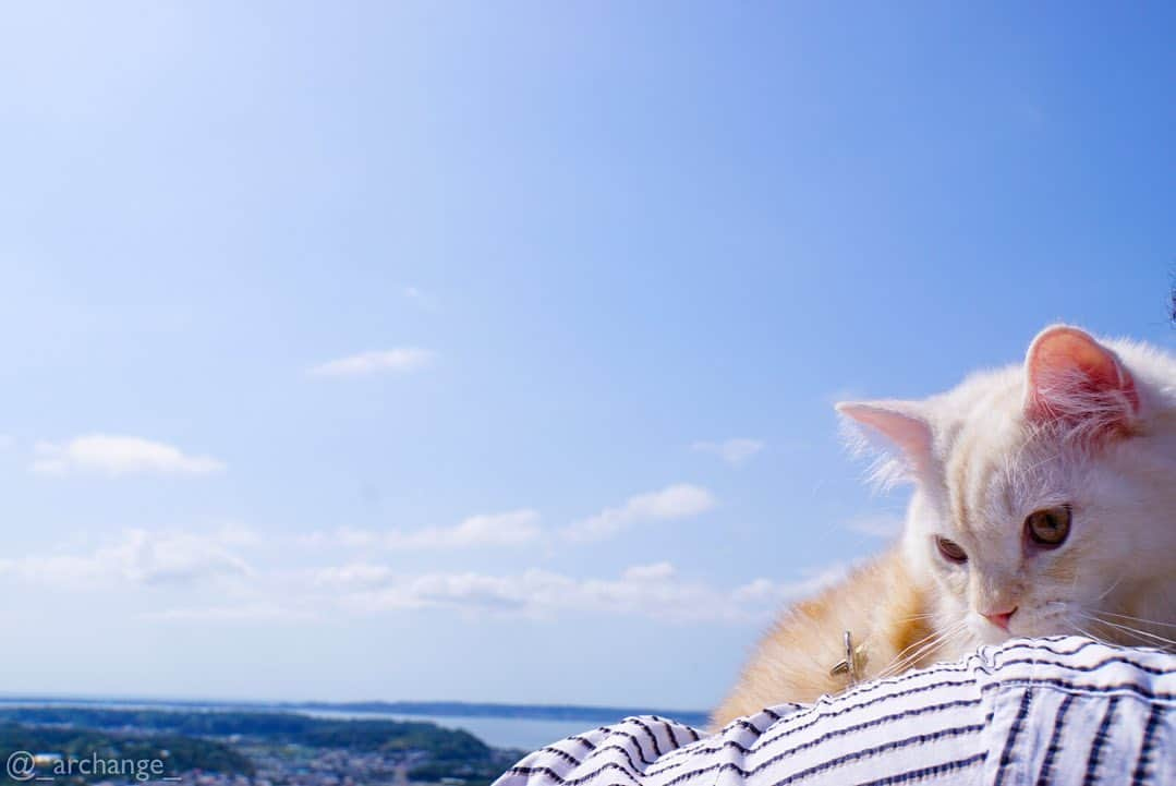 じゅらさんのインスタグラム写真 - (じゅらInstagram)「✩ #大草山展望台 🏞☀️🔭 #浜名湖 旅行の帰りに行きました〜🚘(超絶時差更新) ケーブルカー🚠で上まで🥺景色最高でした〜✌️ ・ We went to the observatory on the way home from the trip🚠🏞🔭The scenery was very beautiful😍☀️🌈 I got on the cable car 〰️🚡 ・ YouTube▶️_archange_jura_ Twitter▶️ @jura_archange_ ・ #catsofinstagram#cats_of_instagram#instagood#catloversclub#petstagram#cutecatclub#ScottishFold#britishshorthair#Siberian#catoftheday#catsofinstagram#catsofworld#a_world_of_cats#instacats#cuteanimals#topcatphoto#instacat_meows#고양이#lioncat#lion#スコティッシュフォールド#ブリティッシュショートヘア#サイベリアン#adorable#lioncat#猫#旅猫#babycat#fluffy#trip」12月19日 15時58分 - _archange_