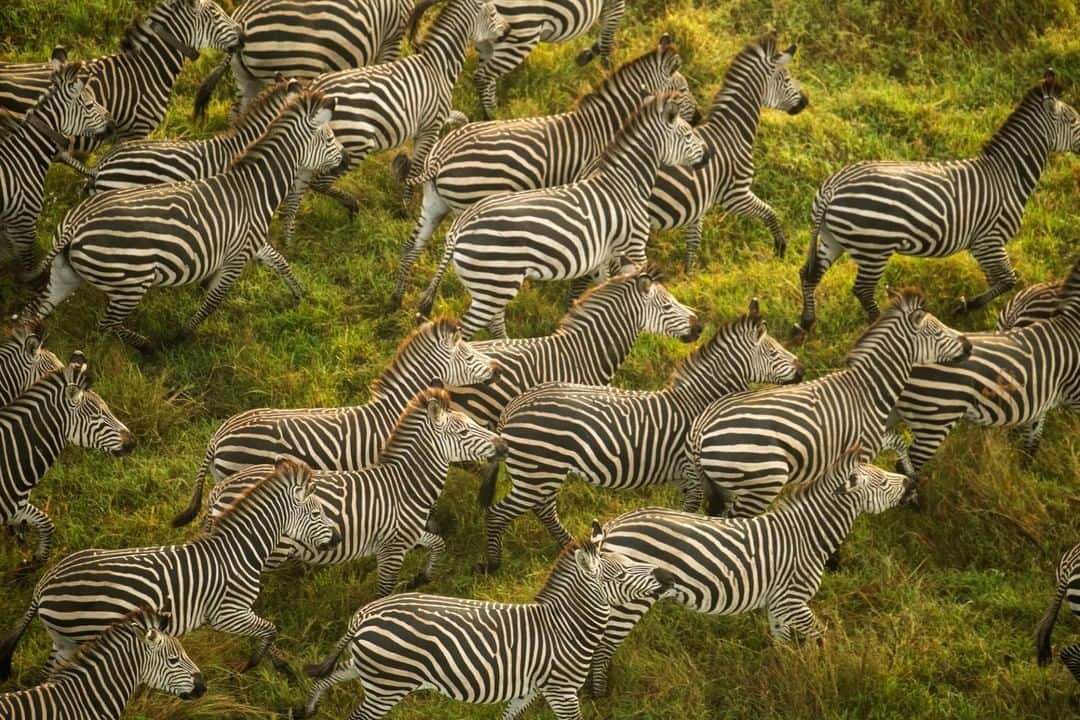 ナショナルジオグラフィックのインスタグラム