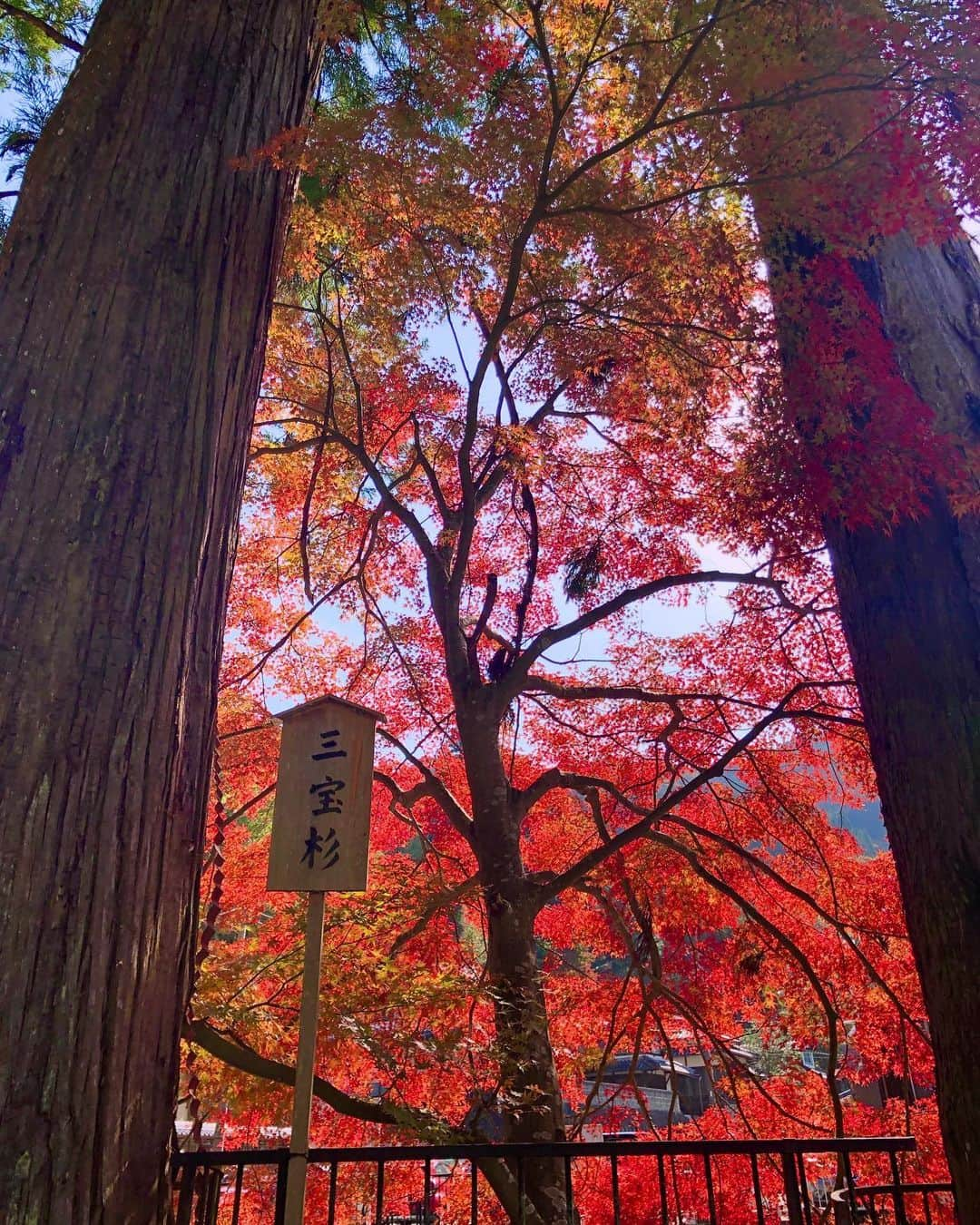 hama_aki_pppさんのインスタグラム写真 - (hama_aki_pppInstagram)「奈良県宇陀市#室生寺  Location Nara Japan Muroji  2019.11.17  室生川から参道に向かう道にある三宝杉と川沿いの紅葉とのコラボが素晴らしかったです。  #神社仏閣  #寺院仏閣  #日本の絶景  #美しい日本  #日本庭園  #わたしは奈良派  #奈良県景観資産  #絶景delic  #おとな旅プレミアム  #japanesetemple  #japanesegarden  #total_autumn  #ap_japan_  #jalan_travel  #nippon_lovers  #nipponpic  #earthpix  #earthfocus  #bestnatureshot  #ig_color  #naturelovers」12月19日 16時52分 - hama_aki_ppp