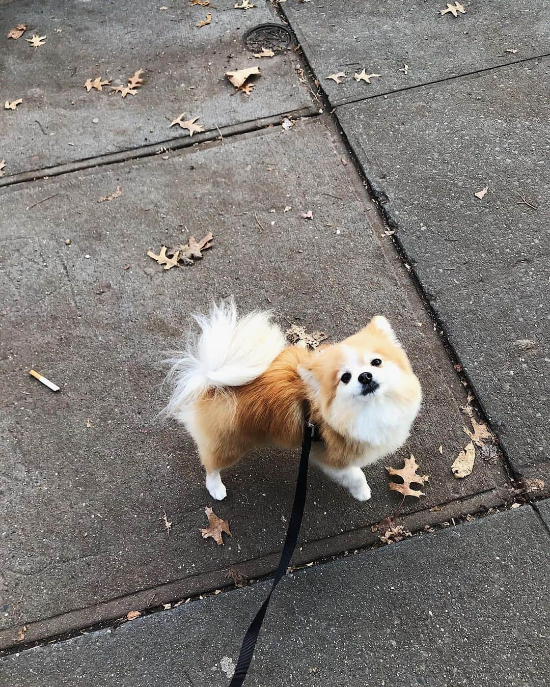 イングリッド・ニールセンのインスタグラム：「Watch out world! Tayto is freshly groomed and ready to melt some hearts 🥰」