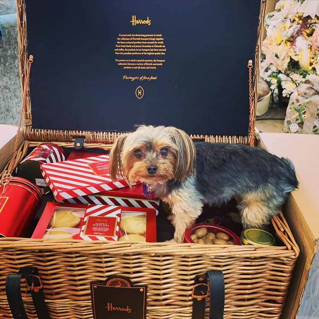 Jessica Wrightさんのインスタグラム写真 - (Jessica WrightInstagram)「Someone’s delighted with the @harrods hamper this Christmas! 🎄🐶🍾」12月19日 20時42分 - jesswright77