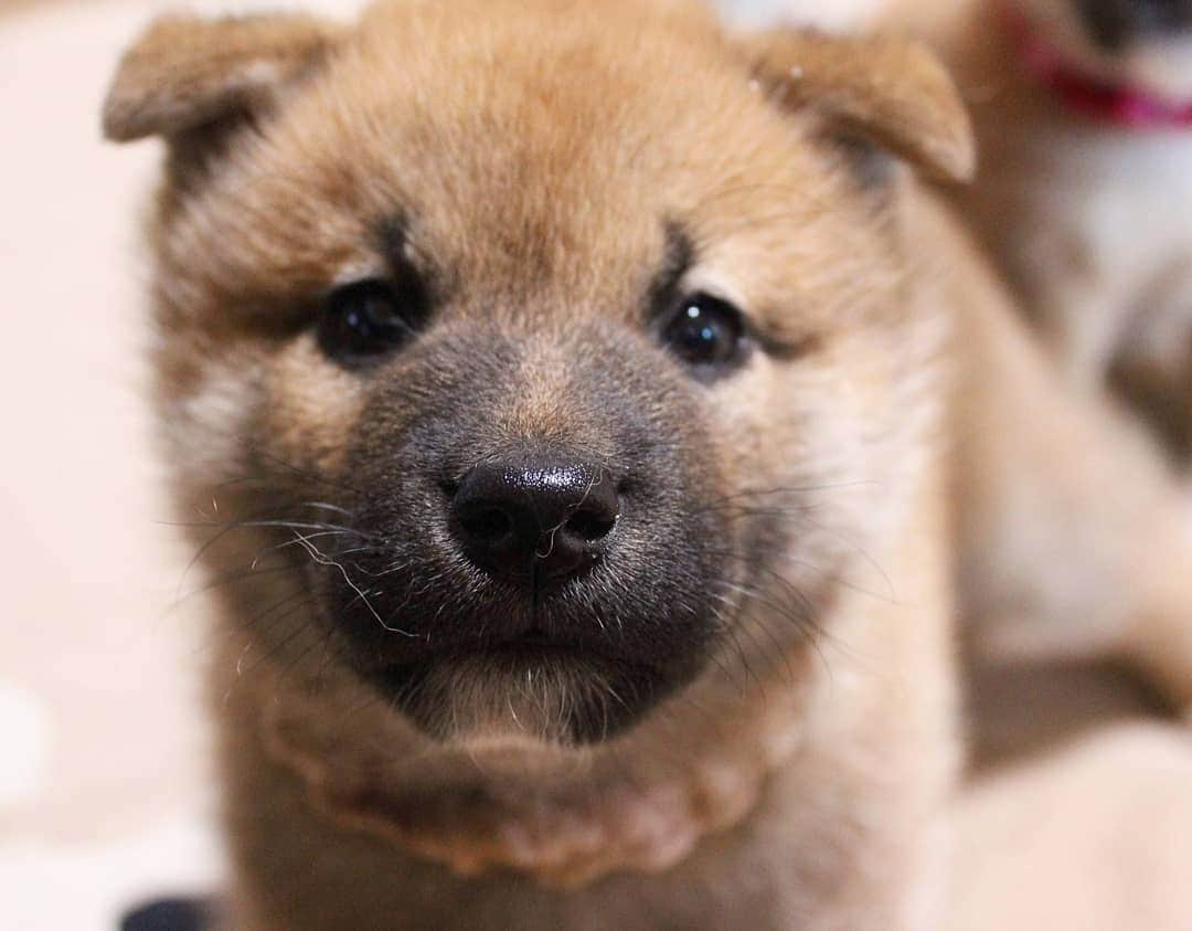 柴犬たま Shibainu Tamaのインスタグラム