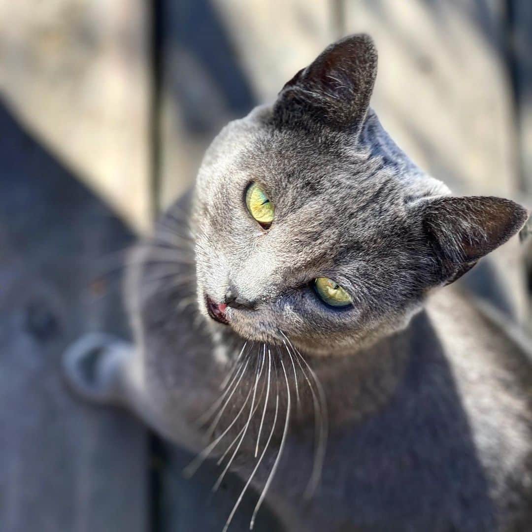 カーラ・デルヴィーニュのインスタグラム：「Puuuurfectly impurrrrfect 🐯🦁」