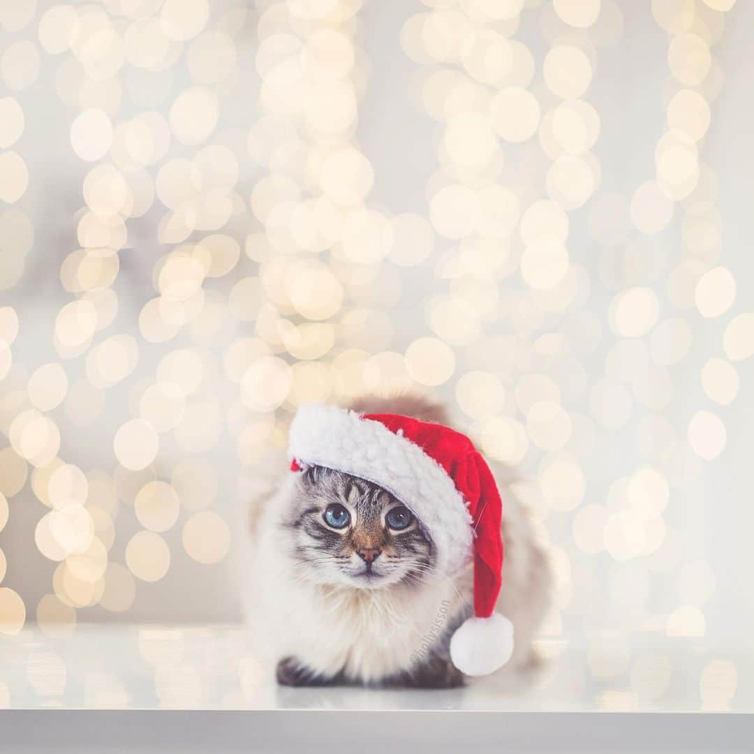 Holly Sissonさんのインスタグラム写真 - (Holly SissonInstagram)「The cutest SantaPaws ☺️🎅🐱❤️ #Toronto #Siberiancat #christmas #bokeh #santapaws #cat #xmaswonders (See more of Alice, Finnegan, and Oliver, on @pitterpatterfurryfeet) ~ Canon 1D X MkII + 85 f1.4L IS @ f1.4  See my bio for full camera equipment information plus info on how I process my images. 😊」12月19日 23時05分 - hollysisson