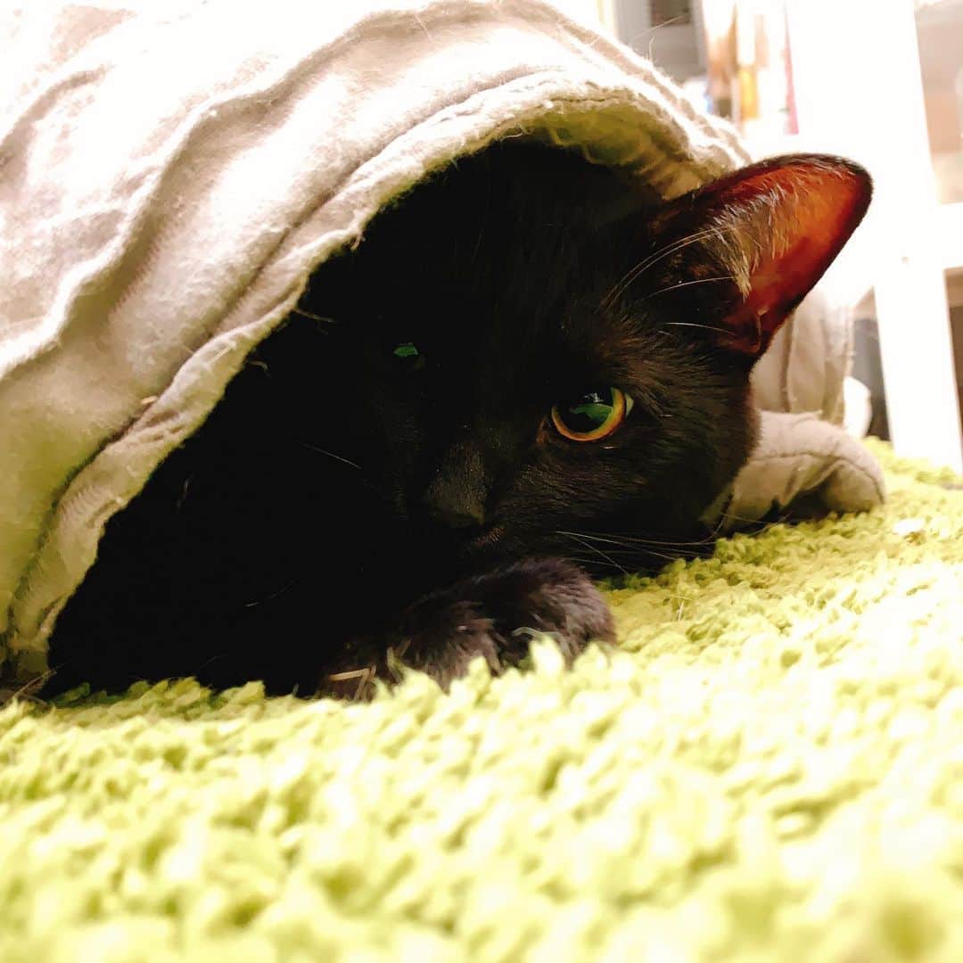 清水愛のインスタグラム：「ちらっ  #猫 #ねこ #ネコ #ねこ部  #かげちよ #影丸」