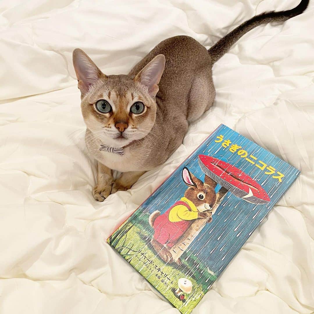 モルト♡Malt(Singapuracat)のインスタグラム：「一目惚れして買ったうさぎのニコラス📚 * うさぎ好きも猫好きも好きな絵だと思う🥰」