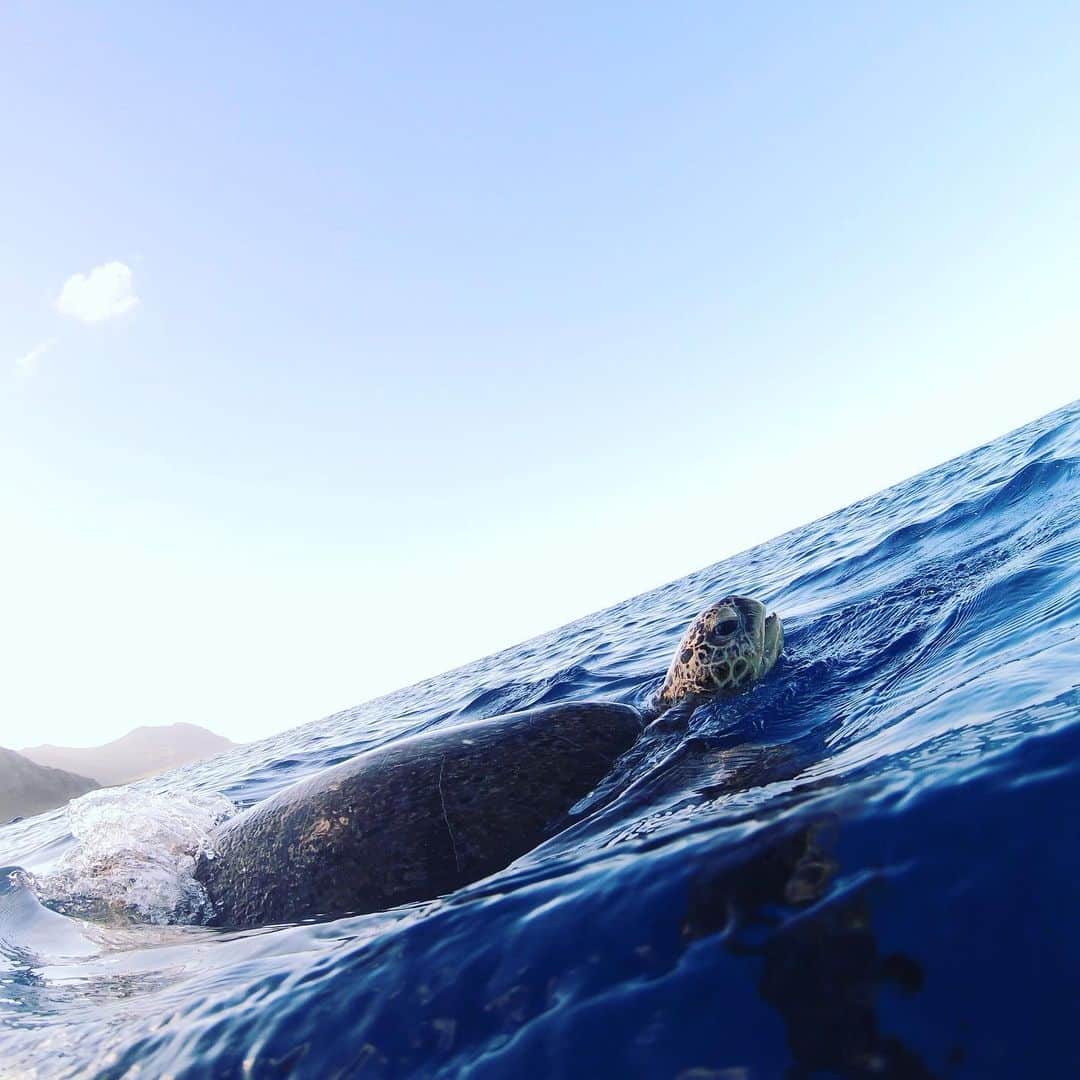 Hundred Dreamsさんのインスタグラム写真 - (Hundred DreamsInstagram)「Sea turtle in Makua Beach 🐢  #makuabeach #beach #beachlife #hawaii #hawaiistagram #seaturtle」12月19日 23時37分 - hundred_dreams