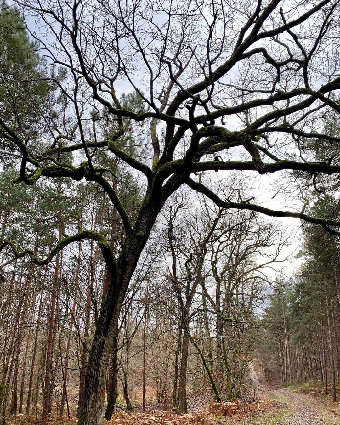 キャロライン・シノさんのインスタグラム写真 - (キャロライン・シノInstagram)「Mysterious tree on the way to the Snake 🐍Totem ➡️ scroll right to see it☺️ . . . . . . . . . . . . . . #fontainebleau #foretdefontainebleau #fontainebleauforest #foret #snake #rock #fontainebleaubouldering」12月20日 0時27分 - carosinno