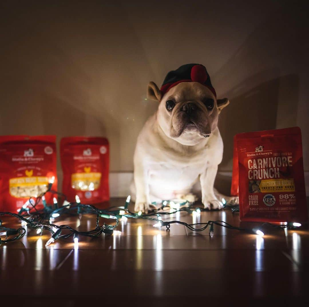 Sir Charles Barkleyさんのインスタグラム写真 - (Sir Charles BarkleyInstagram)「Caught one of Santa Paws’ little helpers delivering goodies last night! @stellaandchewys #ad」12月20日 0時42分 - barkleysircharles