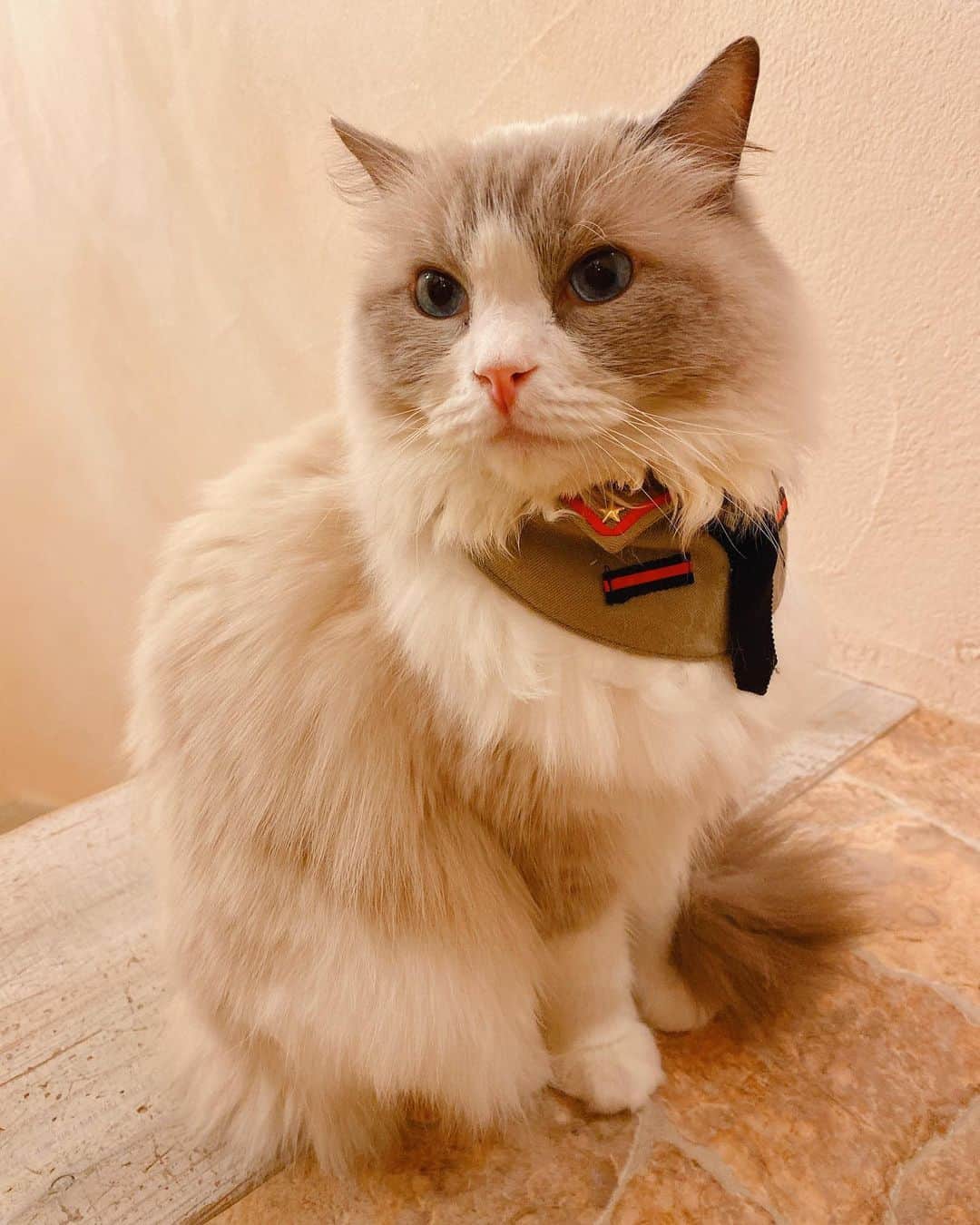 小桃さんのインスタグラム写真 - (小桃Instagram)「#cats #japan #tokyo #kichijoji #猫 #ねこ#日本 #東京 #吉祥寺 #吉祥寺プティット村 #kichijojipetitmura」12月20日 0時52分 - siutao1126