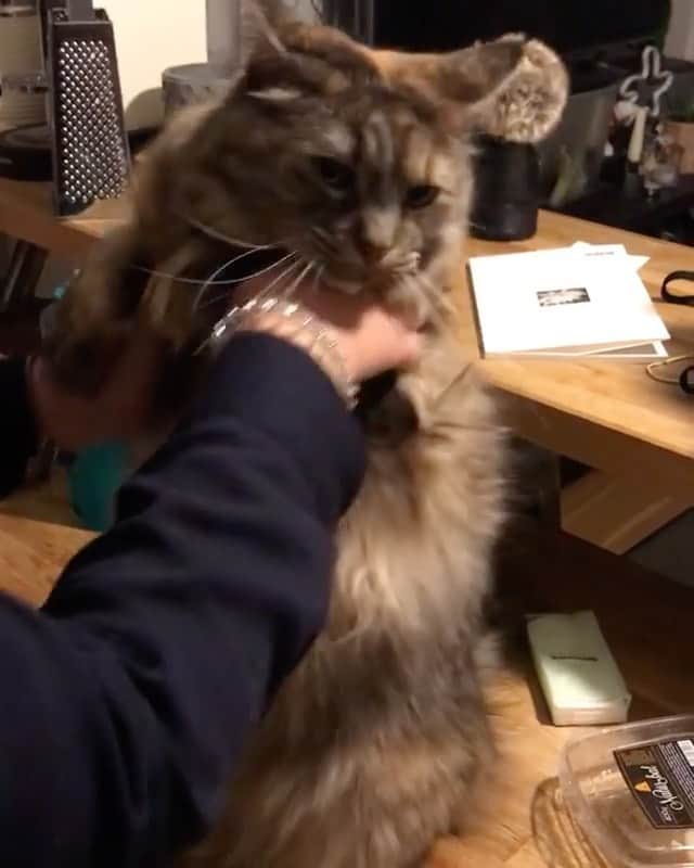 WildLifeのインスタグラム：「It’s not funny hooman... Follow @izy_mainecoon for more!」