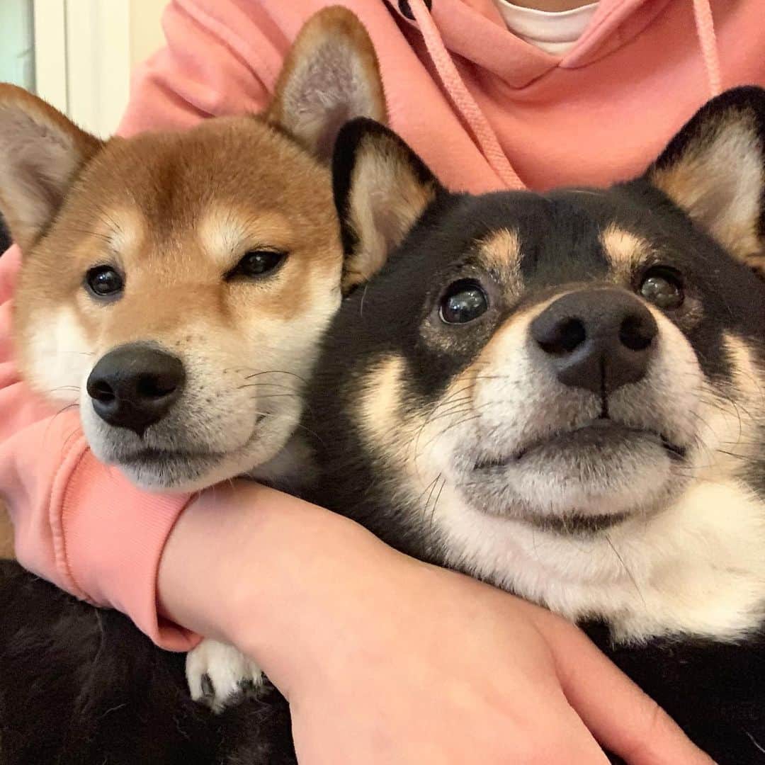 ?Fricko the Shiba Inu?のインスタグラム：「Henlo Henlo hoomans, how’s your day?? 🐾 🐾 🐾 #FrickoandKeaton #🐶 #☀️ #shiba #shibainu #dog #柴犬 #赤柴 #黒柴  #adorable #shibalovers #shibaholics  #dogoftheday  #weeklyfluff #aww #dogstagram  #dogscorner #puppiesofinstagram #shibapuppy」