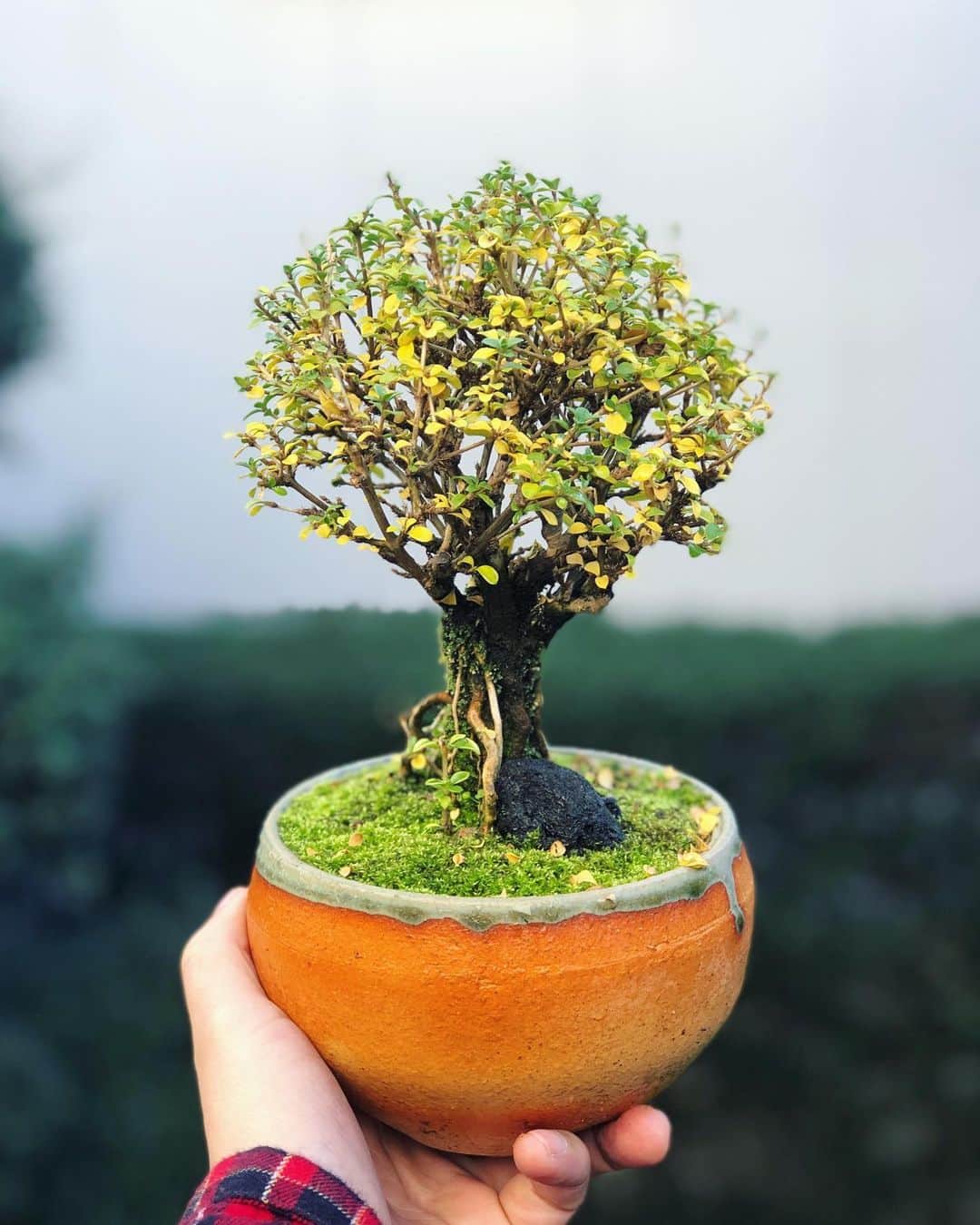 金成公信のインスタグラム：「キイロとミドリが美しい。 #盆栽 #bonsai #bonsaijapan #japanesebonsai #wabisabi #bonsailovers #bonsailife #bonsaitree #bonsaiart #bonsaigram #bonsaiworld #plants #tree #greenlife #greenlifestyle #苔 #moss」
