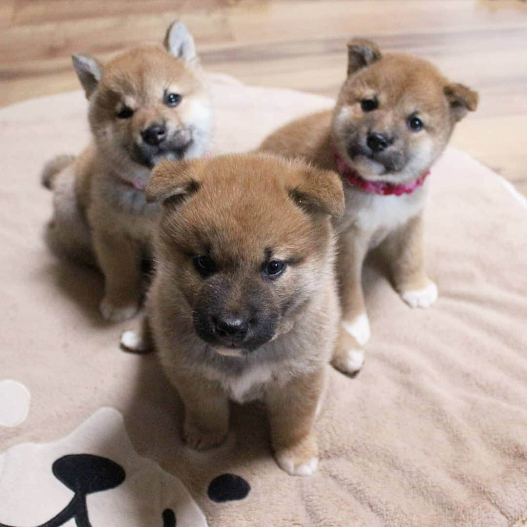 柴犬たま Shibainu Tamaさんのインスタグラム写真 - (柴犬たま Shibainu TamaInstagram)「* 「チャーリーズ・エンジェル」ばりに ポーズ決まってるやん😂😂 * Caption trans🇬🇧 They are like "Charlie's Angels"😂😂 * #たま家族 #ミケbaby #柴犬コイ #柴犬トロ #柴犬ウニ #おしゅし兄弟 #生後53日目 #仲良し兄弟 #チャーリーズエンジェル #CharliesAngels #カメラ目線 #ドヤ顔 #ふわもこ #かなりまるい #たれみみ #柴犬 #shiba #shibainu #shibastagram #犬 #dog #柴犬赤ちゃん #shibababy #shibainubaby #baby #多頭飼い」12月20日 12時52分 - tama7653