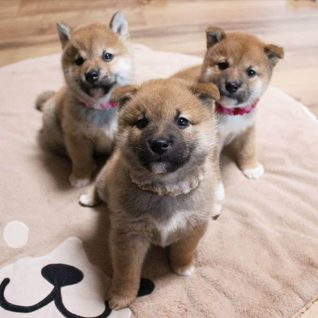 柴犬たま Shibainu Tamaさんのインスタグラム写真 - (柴犬たま Shibainu TamaInstagram)「* 「チャーリーズ・エンジェル」ばりに ポーズ決まってるやん😂😂 * Caption trans🇬🇧 They are like "Charlie's Angels"😂😂 * #たま家族 #ミケbaby #柴犬コイ #柴犬トロ #柴犬ウニ #おしゅし兄弟 #生後53日目 #仲良し兄弟 #チャーリーズエンジェル #CharliesAngels #カメラ目線 #ドヤ顔 #ふわもこ #かなりまるい #たれみみ #柴犬 #shiba #shibainu #shibastagram #犬 #dog #柴犬赤ちゃん #shibababy #shibainubaby #baby #多頭飼い」12月20日 12時52分 - tama7653