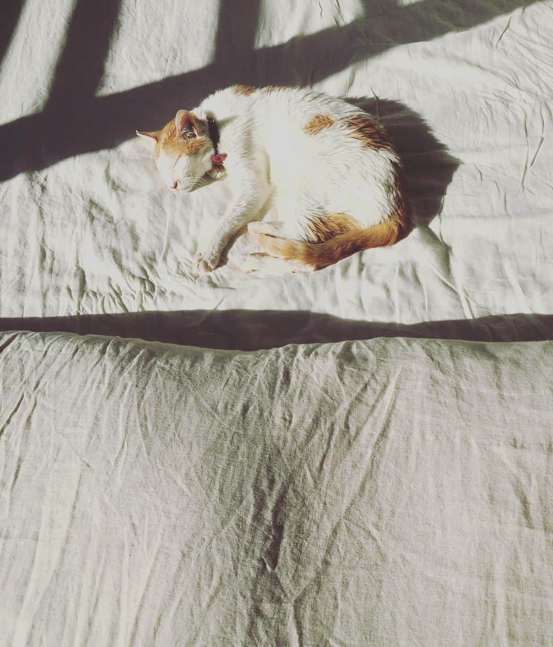 猫沢エミさんのインスタグラム写真 - (猫沢エミInstagram)「イオちゃんの幸せなお昼寝♡  体調、落ち着いています。 🌞  #猫沢イオ」12月20日 13時21分 - necozawaemi