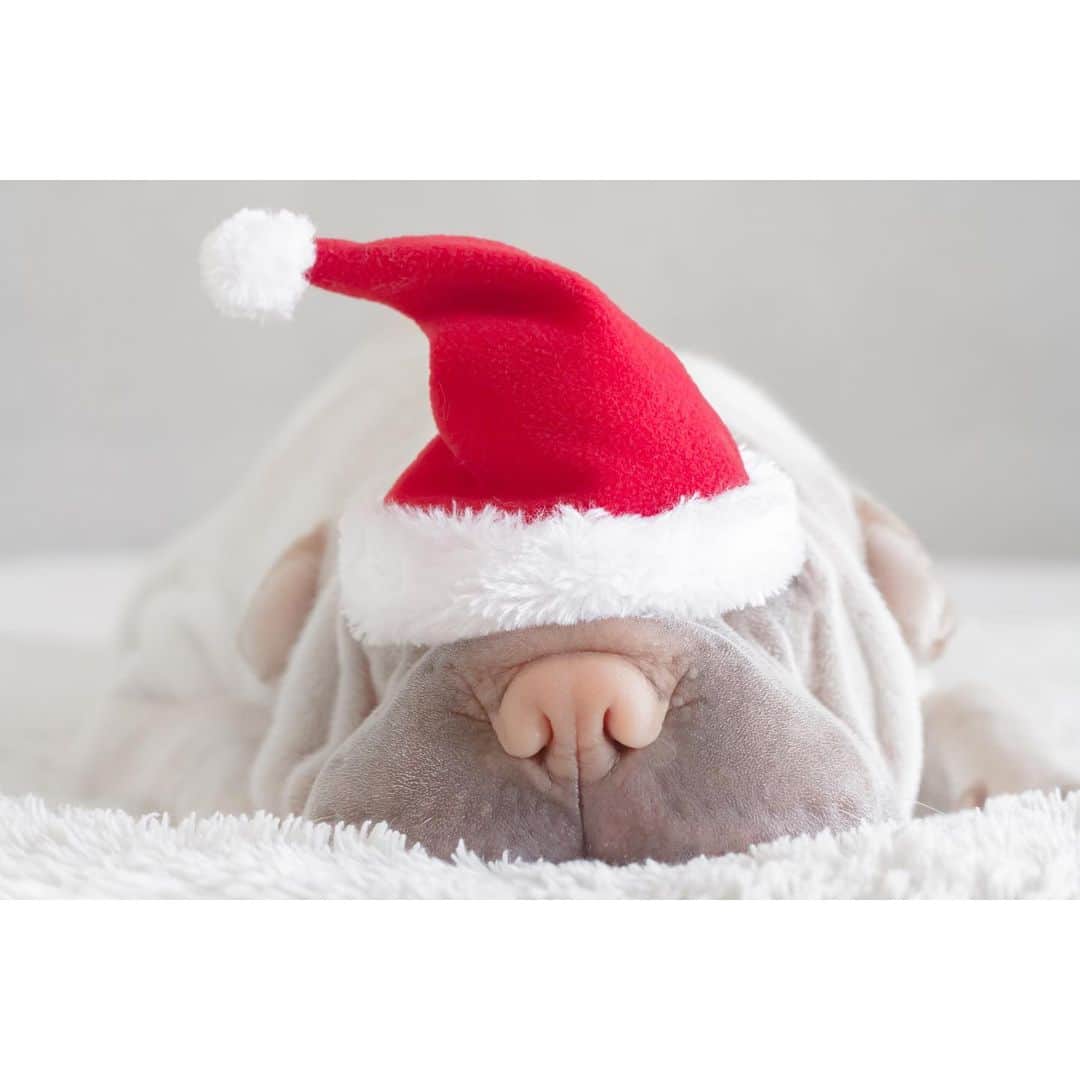 annie&pADdinGtoNさんのインスタグラム写真 - (annie&pADdinGtoNInstagram)「Do you nose it’s 5 days till Christmas 🐽 #lambynoseeverything #boopmynose #lambington #christmas #sharpei #sharpeisofinstagram #wrinkles #dog #dogs #doggo #barked #instagood #cutepetclub #weeklyfluff #santa #iloveyoutothemoonandback」12月20日 13時22分 - anniepaddington